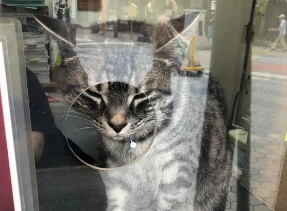 猫咪售票员态度极差!但太可爱只能原谅它! 猫咪售票员态度极差!但太可爱只能原谅它!
