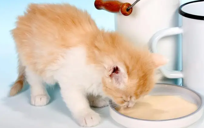 小猫可以吃什么