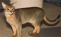 猫有什么品种