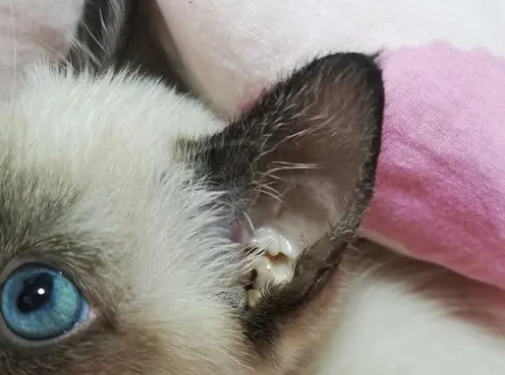 猫耳螨能自愈吗