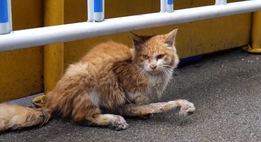 多处骨折的流浪猫，历经痛苦后终于迎来希望
