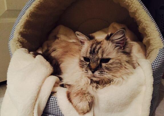 怎么让猫在猫窝睡觉 怎么让猫在猫窝睡觉