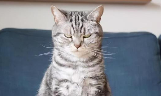 猫记仇的表现