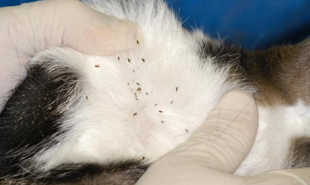 一个月的猫有跳蚤怎么办?试试这个办法 一个月的猫有跳蚤怎么办?试试这个办法