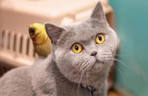 猫瘟撑过几天算安全了从哪天开始算