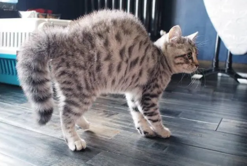 猫咪弓背蹭人是什么原因