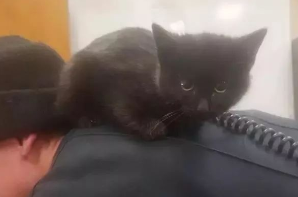 小猫被困岩石中，被救以后竟然赖着不走了