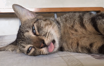 猫咪死了不闭眼