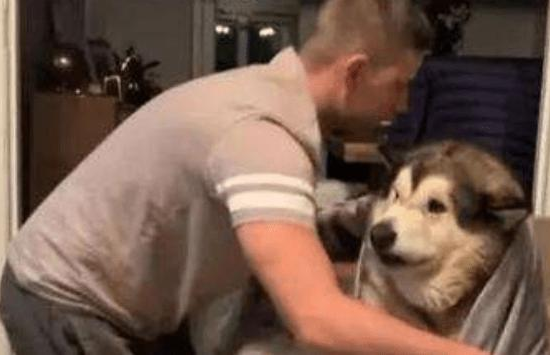 狗子趁主人上班上床睡，谁知主人杀个回马枪