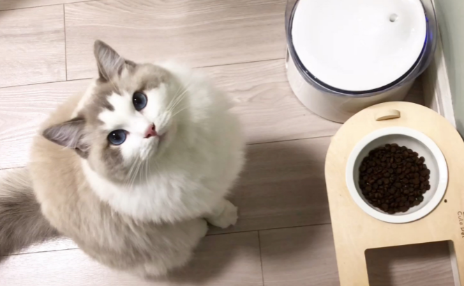 布偶吃啥猫粮