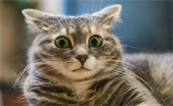 猫最怕什么东西
