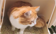 猫咪暂时没有猫砂怎么办啊
