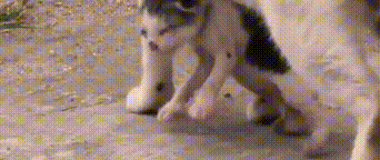 猫妈身下挂着小猫，不放弃四处寻找食物