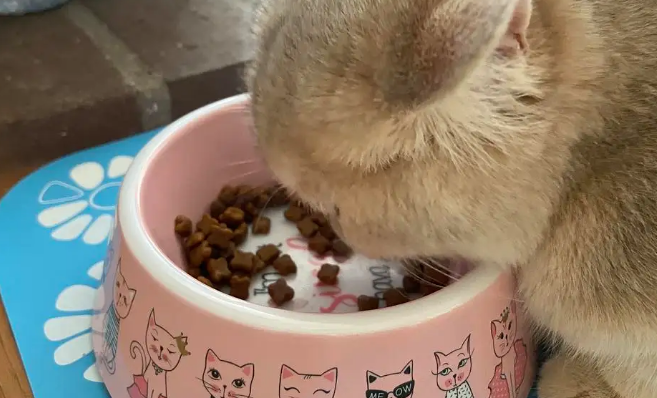 30g猫粮是多少粒