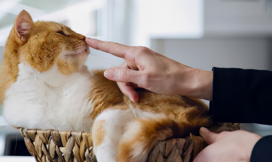 怎么确定猫认主人了