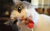 猫可以吃糖吗