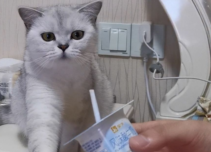 猫能喝酸奶吗
