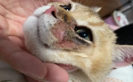 猫咪身上的寄生虫会传染给人吗 猫咪身上的寄生虫会传染给人吗
