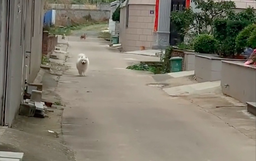 狗狗回老家后，经常跑去邻居家蹭吃蹭喝