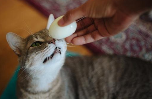 猫可以吃蛋白吗