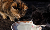 猫可以喝牛奶吗