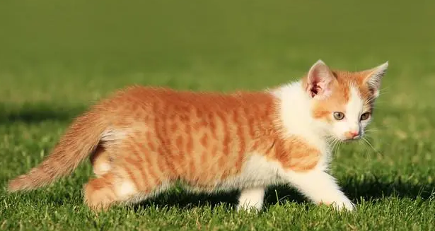 猫咪能活多少年?铲屎官要来看一下 猫咪能活多少年?铲屎官要来看一下