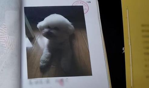 一小区宠物犬相继被毒死，真相出乎预料