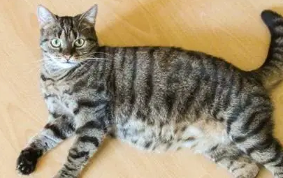 猫怀孕几个月