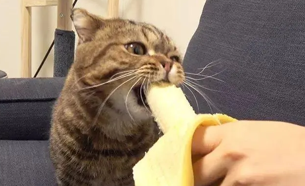 猫可以吃香蕉吗