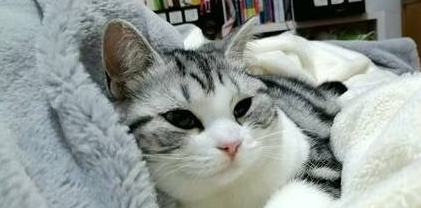 美短洗澡时突然死了，猫主人边看监控边哭
