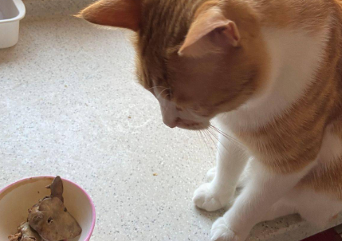 猫吃鸡肝好不好