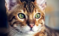 猫的胡子的作用是干什么的