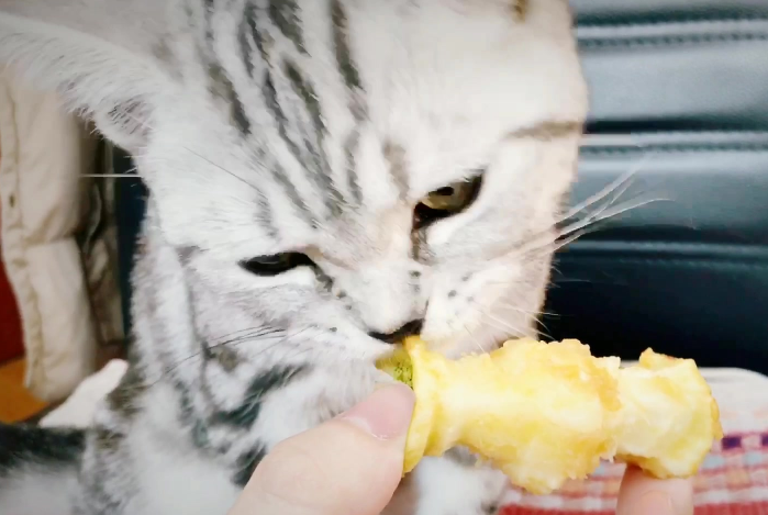 猫咪能吃苹果吗