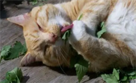 猫薄荷能吃吗