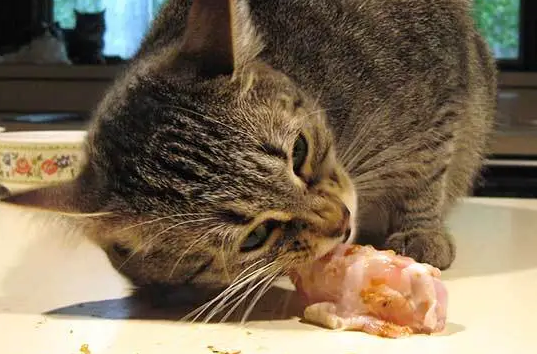 猫可以吃生肉吗
