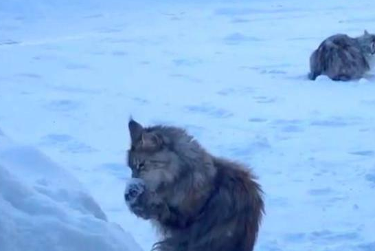 猫咪捧起雪就舔起来，把后面的同伴看懵了