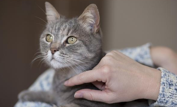 猫咪低血糖多久能缓解