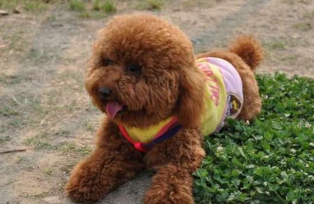 泰迪犬发抖是怎么回事