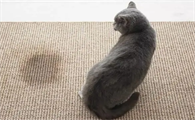 母猫发情乱尿