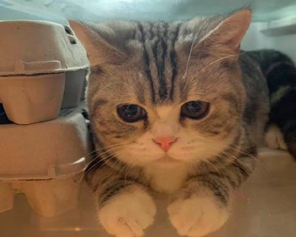 猫咪嫌热偷跑进冰箱里，怎么都不出来