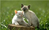 猫拉尿不拉屎