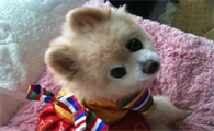 俊介君是什么狗