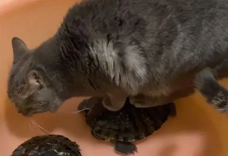 猫咪站在养乌龟的盆里，女子凑近后语塞