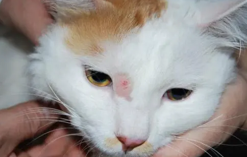 猫瘟的初期症状