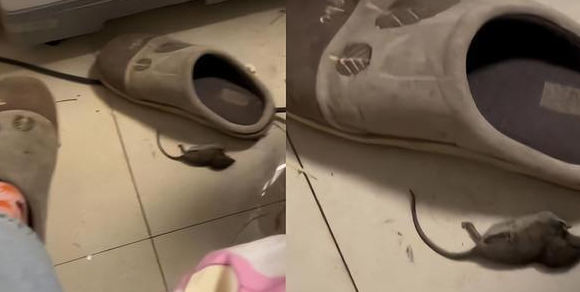 女子一脚怼死小老鼠，姥姥调侃：比猫还能干