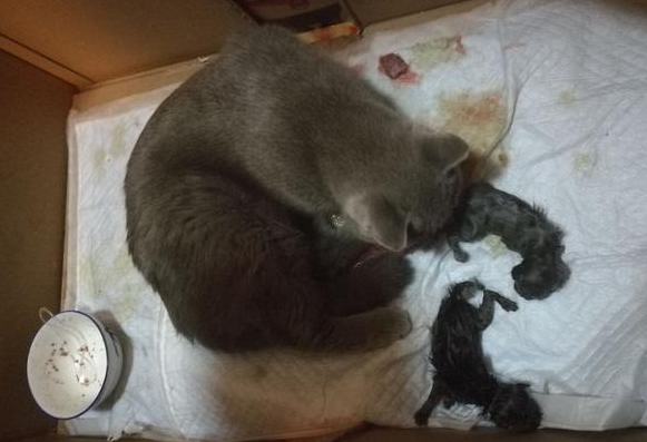 猫咪生产之后流血怎么办 猫咪生产之后流血怎么办