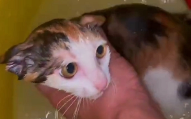 被大妈折磨两月的小猫，解救后成功被收养