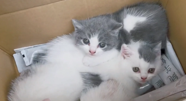 如此可爱的小猫，竟也被随意抛弃