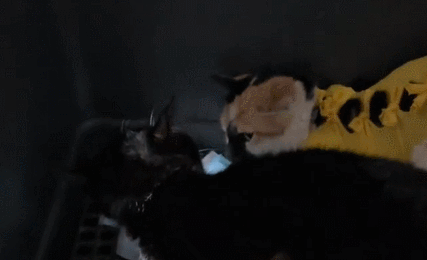 捡来的猫绝育后很凶,女子直接搬来它的妈妈 捡来的猫绝育后很凶,女子直接搬来它的妈妈
