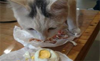 猫可以吃鸡蛋吗